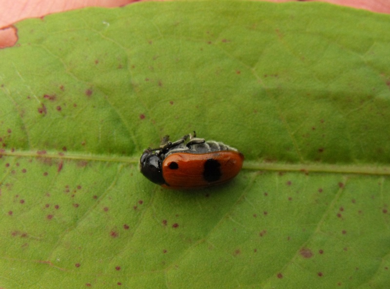 Chrysomelidae: Clytra laeviuscula